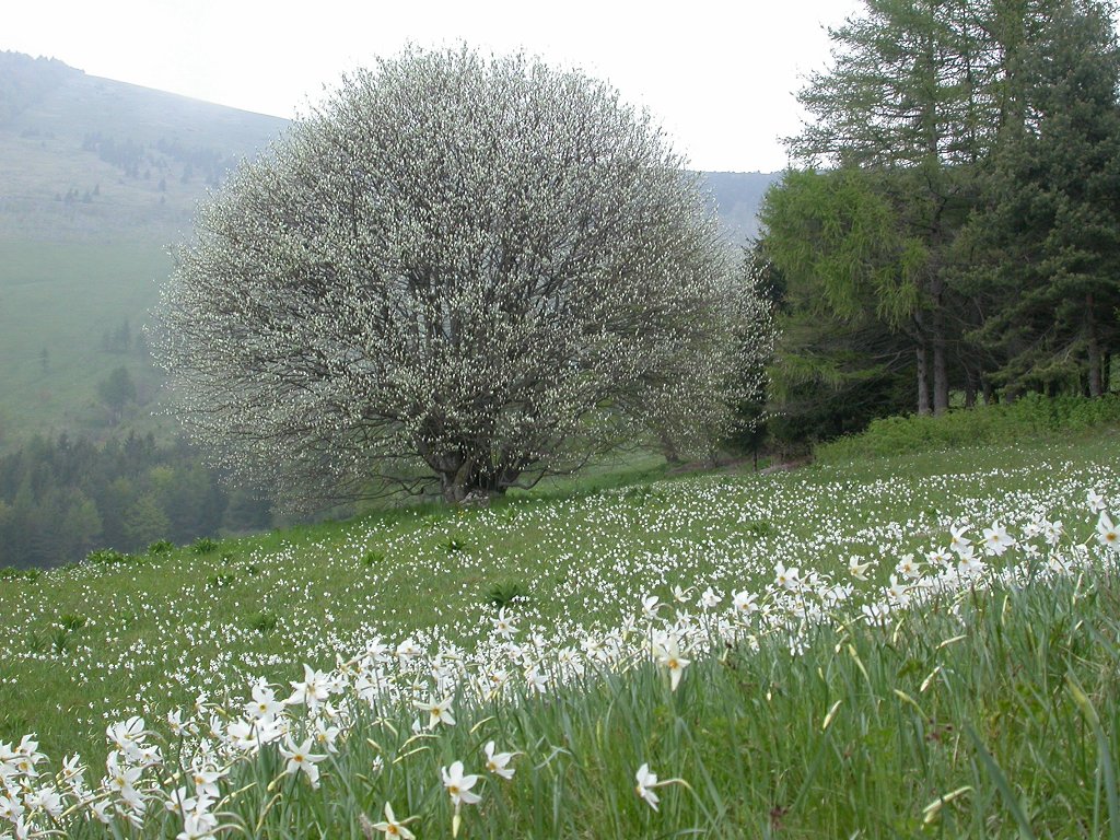 Albero misterioso